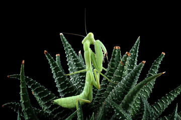 Green praying mantis isolated on black background