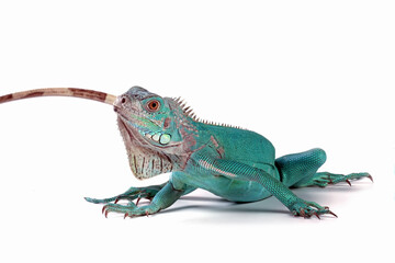 Blue Iguana isolated on white, blue Iguana Cyclura Lewisi, Grand Cayman Blue Iguana
