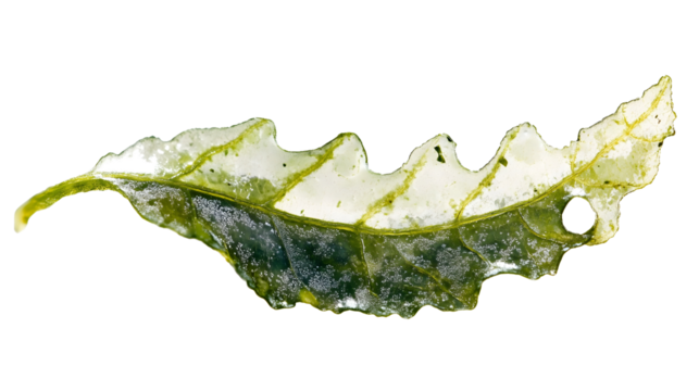 green translucent dried seaweed leaf isolated png transparent cutout