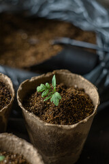Young tomato seedlings in a paper eco cup. Growing vegetables for the garden in spring. Gardener's work with fertile soil