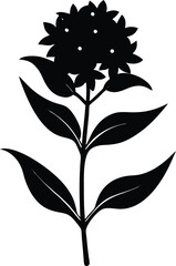 swamp milkweed flower silhouette vector on white