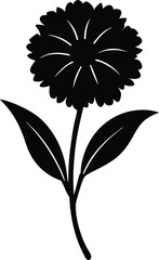 sweet william flower silhouette vector on white