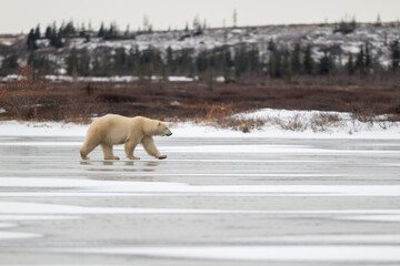 Polar bear walking on a frozen lake