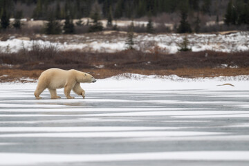 Polar bear walking on a frozen lake