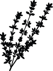 thyme sprig silhouette vector on white background  
