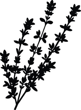 recommend clip art: thyme sprig silhouette vector on white background  