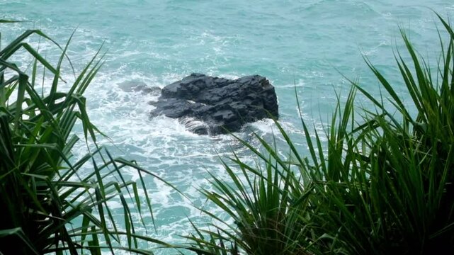 Screwpine trees lining the beach with ocean nearby. Green coastal vegetation in tropical environment. Serene seaside landscape and natural habitat concept