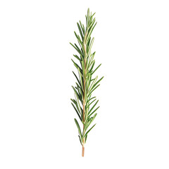 Fototapeta premium Rosemary sprig, white isolate background