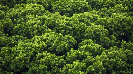 Naklejka premium A lush mangrove forest seen from above. This view shows a thriving rainforest with lots of green trees. 