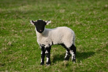 Fototapeta premium Black faced lamb standing alone