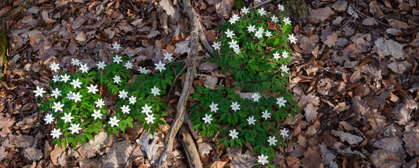 Waldboden mit blühenden Buschwindröschen im Laub