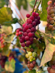 Grapes growing in a vibrant garden during late summer, showcasing their rich colors and natural beauty under the sunlight