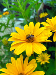Vibrant yellow flowers attract bees in a lush garden during sunny afternoon