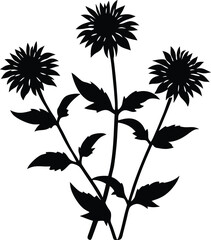 wild bergamot blossom silhouette vector on white