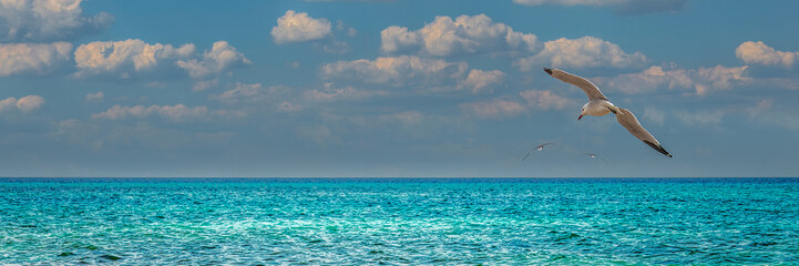 Seagull in Flight Over Ocean with Blue Sky and Clouds