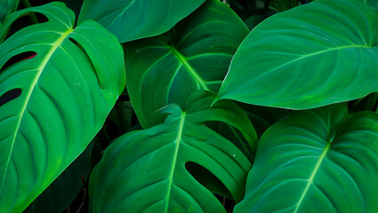 green leaves background