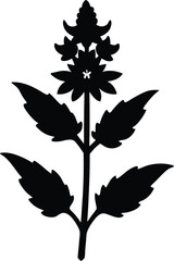 wood betony flower silhouette vector on white 