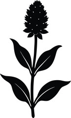woolly plantain flower silhouette vector on white