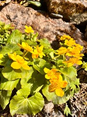first spring flowers. Blooming yellow Caltha silvestris.flower background