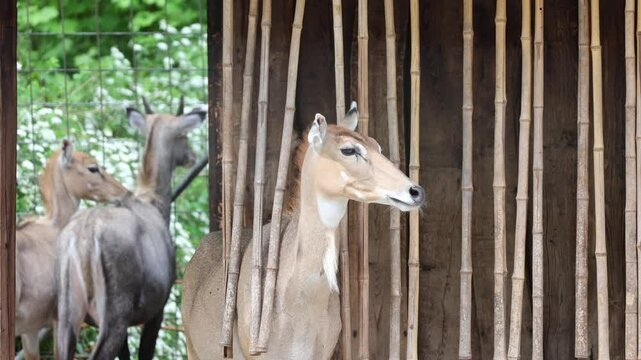 Nilgai (Boselaphus tragocamelus) Female Nilgai is the largest antelope in Asia.