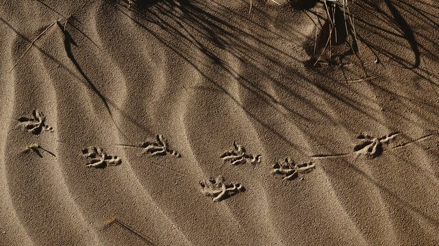 bird footprints on the sand of the beach