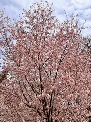 Cherry blossoms and sakura trees .first spring flowers. Flower background