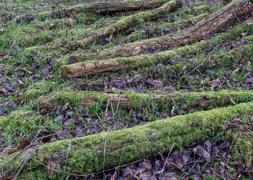 Logs covered in moss on the forest floor
