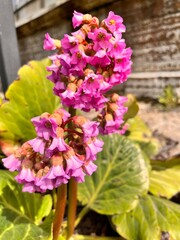 Fototapeta premium Blooming pink Bergenia crassifolia Fritsch.The first spring flowers. Flower background