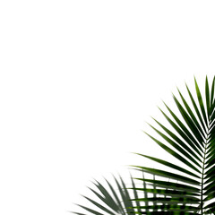 Obraz premium Green palm leaves in the corner on a transparent background