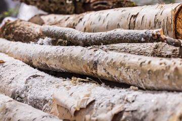 Stack of Snow Covered Birch Logs in Winter Forest
