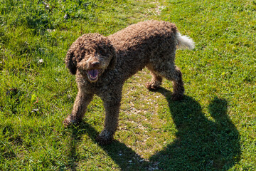 Happy brown dog playing in sunny green park during bright spring afternoon