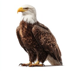 Majestic Bald Eagle Isolated on White Background Powerful Bird of Prey in Profile View