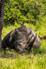 Resting Rhinoceros Under Tree in Lush Green Ziwa Wildlife Habitat