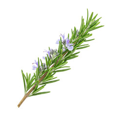 Fototapeta premium Blooming Rosemary Sprig Delicate Purple Flowers on Vibrant Green Stem Isolated on Black Background