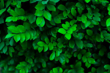 Tropical green leaf background, leaf background