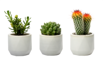 collection Set of different mixed cactus and succulents types of small mini plant in modern ceramic  vase pot as furniture cutouts isolated on white background   PNG