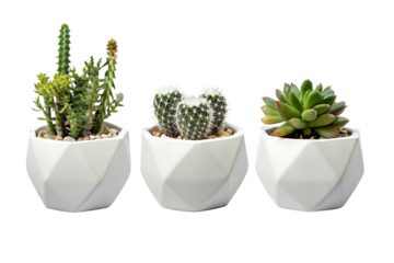 collection Set of different mixed cactus and succulents types of small mini plant in modern ceramic  vase pot as furniture cutouts isolated on white background   PNG