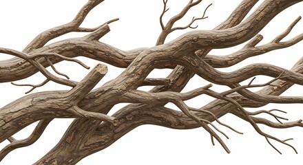 Dry tree branches isolated on a white background