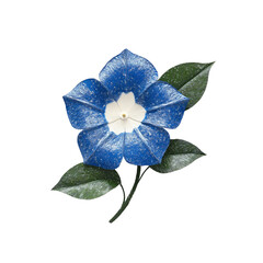 Fototapeta premium Spectacular Blue Morning Glory with White Center, Close-Up Studio Shot