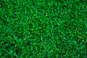 small green leaf background, leaf wall background