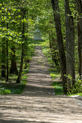 Fototapeta premium Peaceful Forest Path Surrounded by Green Trees on Sunny Spring Day Leading to Small Building in Distance