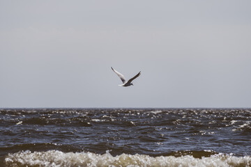 Seagull Flying Over Sparkling Sea Waves under Clear Sky – Freedom and Nature Concept at Coast