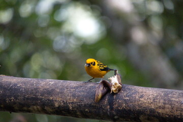 Golden tanager (Tangara arthus) pm a bord feeder in the Intag Valley, Cuellaje, Ecuador
