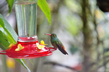 Obraz premium Rufous-tailed hummingbird (Amazilia tzatcl) on a hummingbird feeder at the Riolindo Coffee Farm in the Intag Valley, Cuellaje, Ecuador