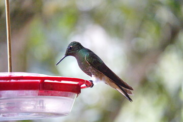 Buff-tailed coronet (Boissonneaua flavescens) hummingbird on a hummingbird feeder at the Riolindo Coffee Farm in the Intag Valley, Cuellaje, Ecuador © Angela