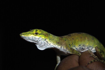 Close up of a green lizard in a hand at night, in the Intag Valley, Cuellaje, Ecuador