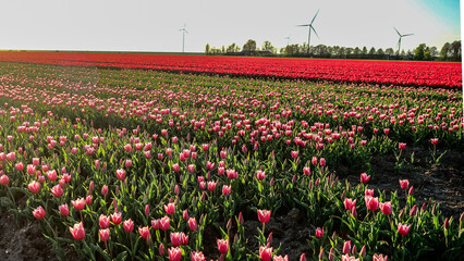 Obraz premium tulipan tulipany kwiaty