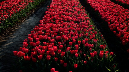 Obraz premium tulipan tulipany kwiaty