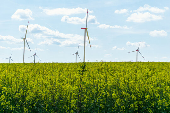 Windkraftanlagen in Brandenburg, Deutschland, idyllische Ansicht, Rapsfeld