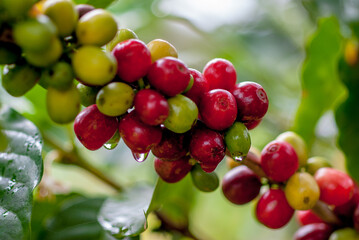 Ripe Red Coffee Beans – Macro Close-Up in Cobán, Guatemala